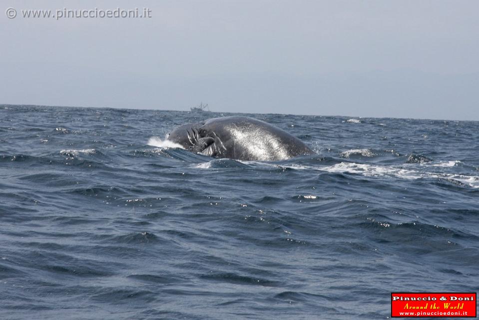 ECUADOR - Whale watching in Puerto Lopez - 15.jpg